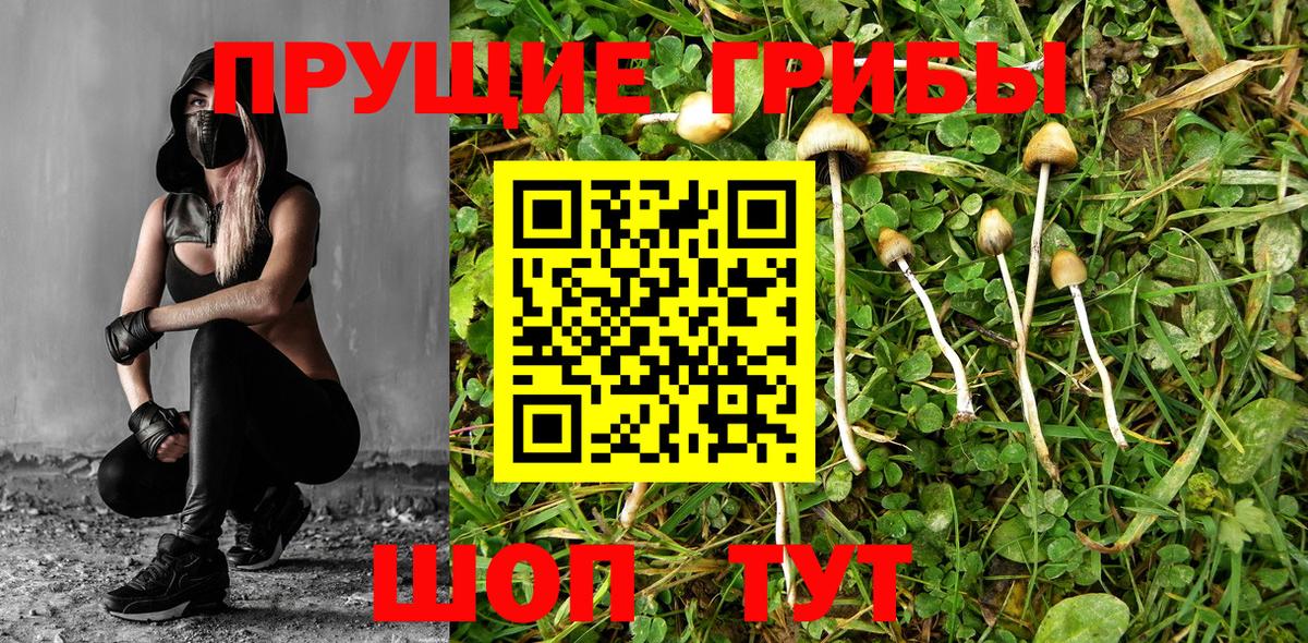 Заводоуковск  Галлюциногенные грибы Psilocybe  Вход с VPN 